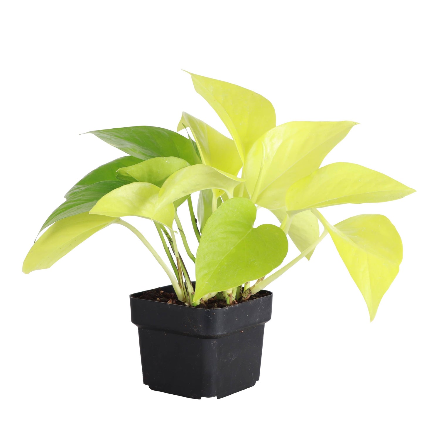 Neon Pothos – Live Bright Green Trailing Plant | Easy & Beginner Friendly