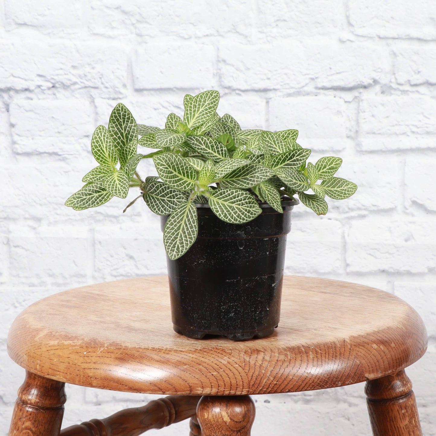 Fittonia (Nerve Plant) – Live Tropical Plant | Pet Safe & Terrarium Favorite