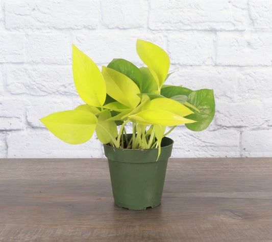Neon Pothos – Live Bright Green Trailing Plant | Easy & Beginner Friendly