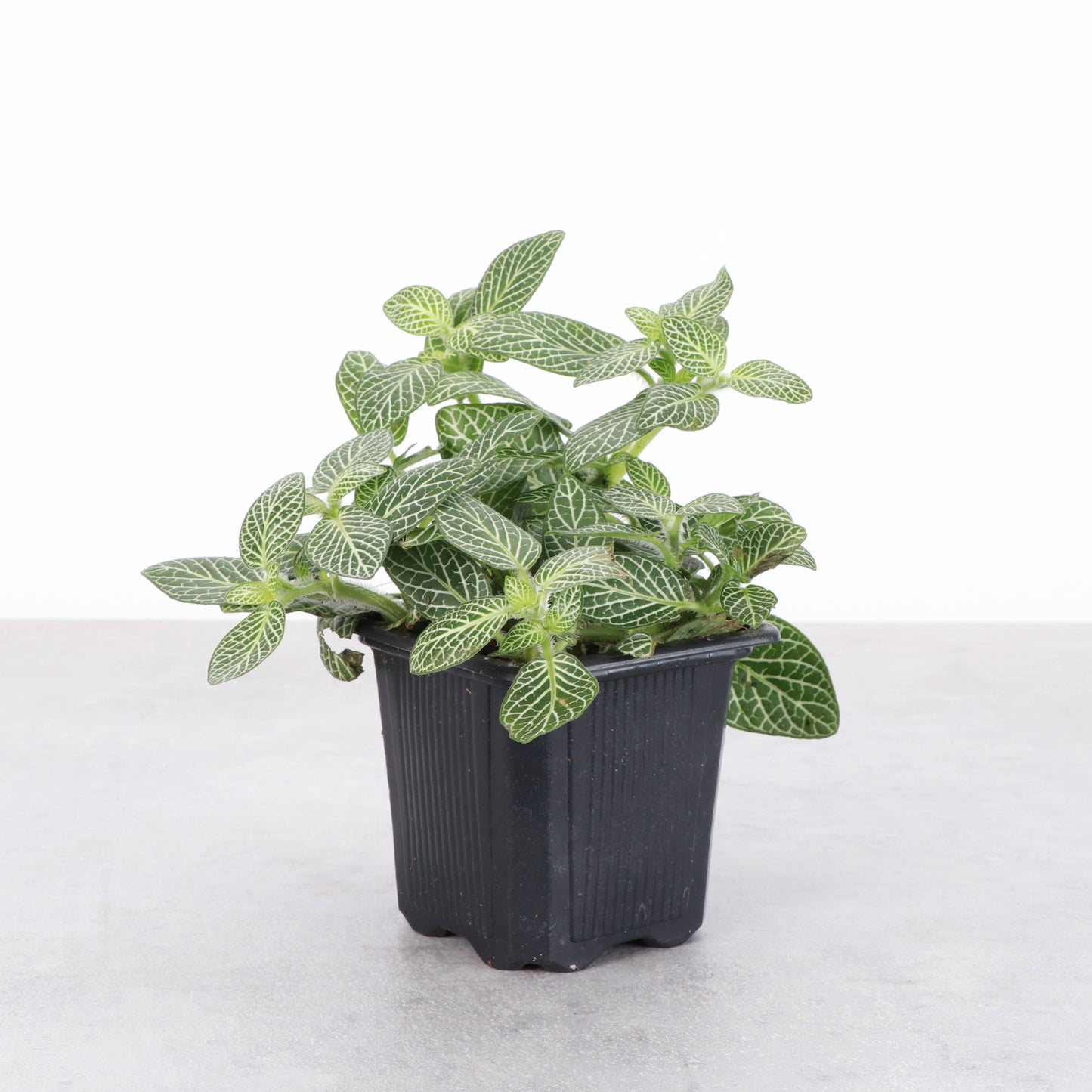 Fittonia (Nerve Plant) – Live Tropical Plant | Pet Safe & Terrarium Favorite