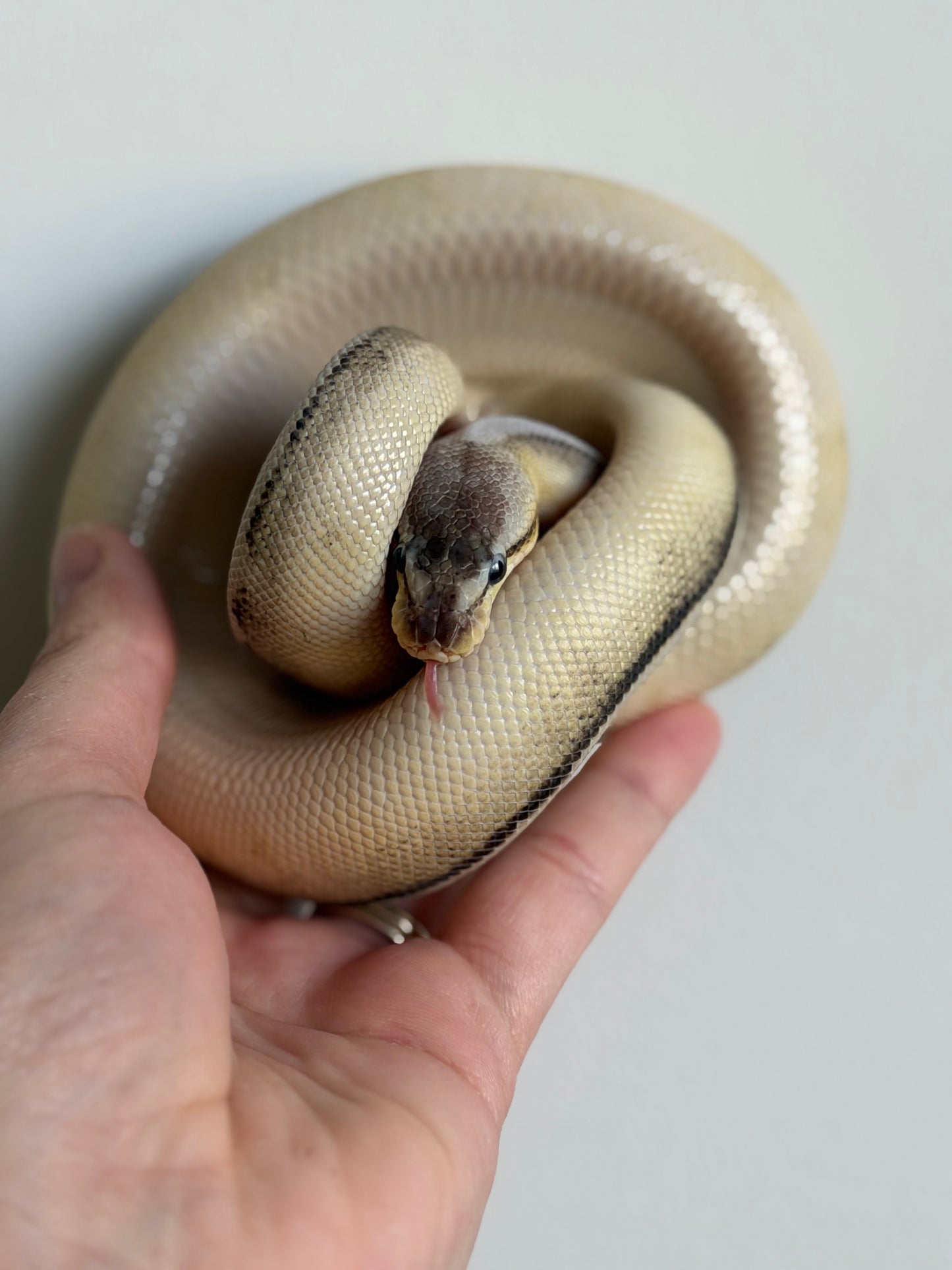 VPI Axanthic Genetic Stripe Male Ball Python