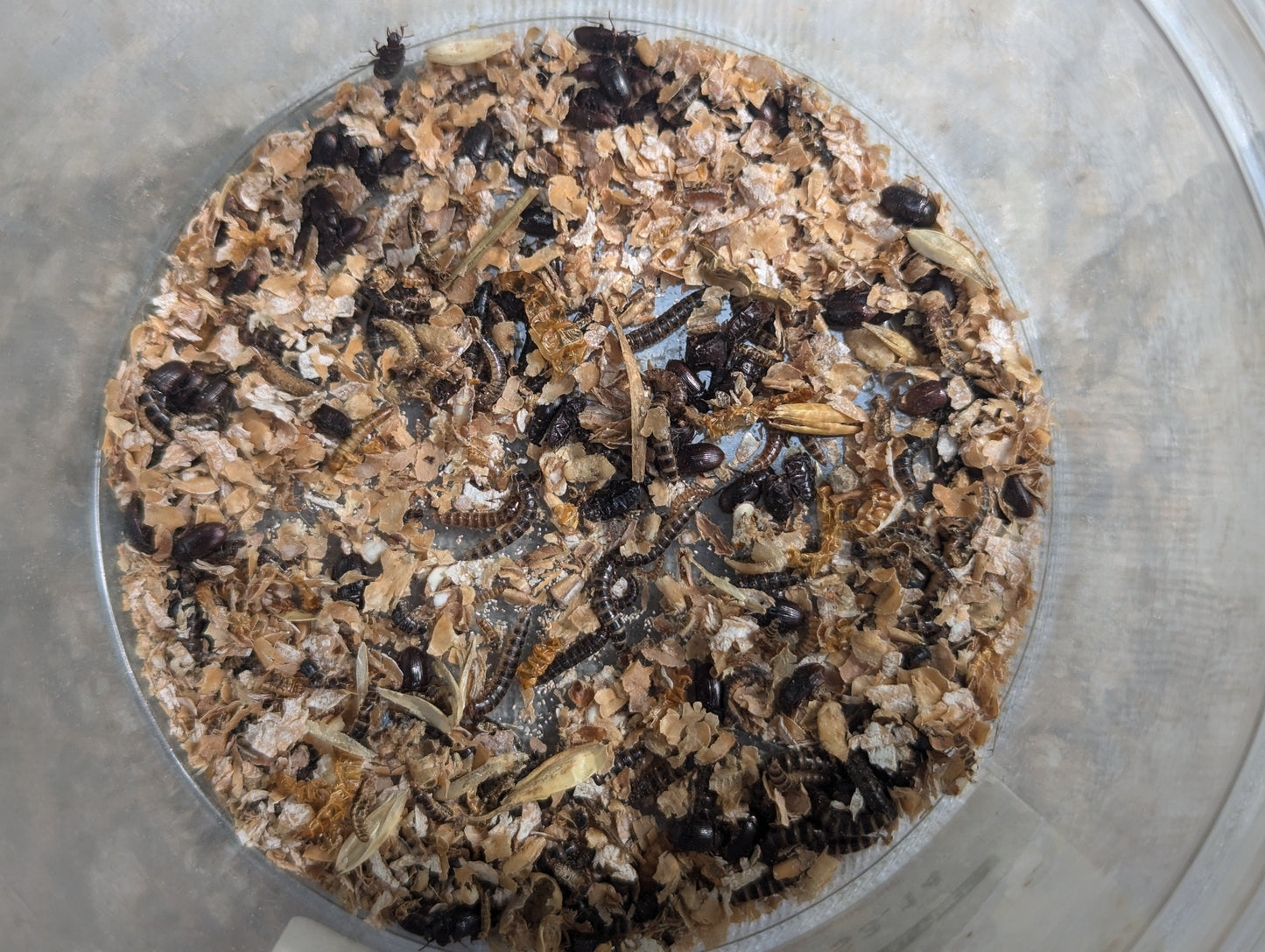 Live Organic Lesser / Buffalo Mealworms