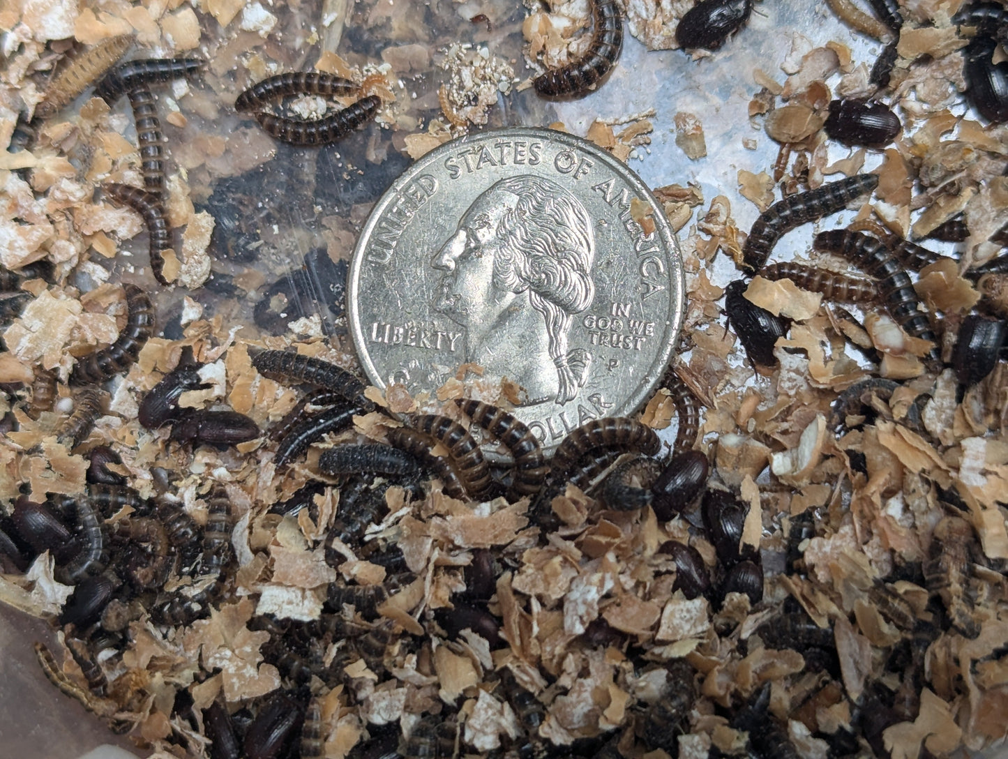 Live Organic Lesser / Buffalo Mealworms