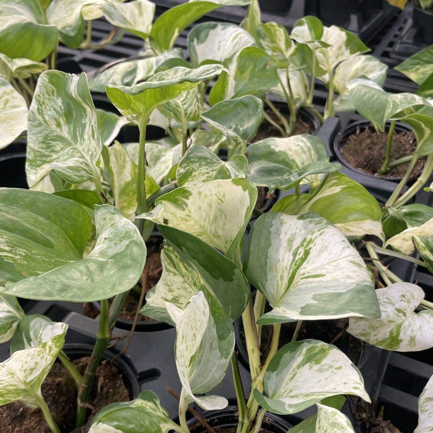 Manjula Pothos – Live Variegated Trailing Plant | Rare & Collector Favorite