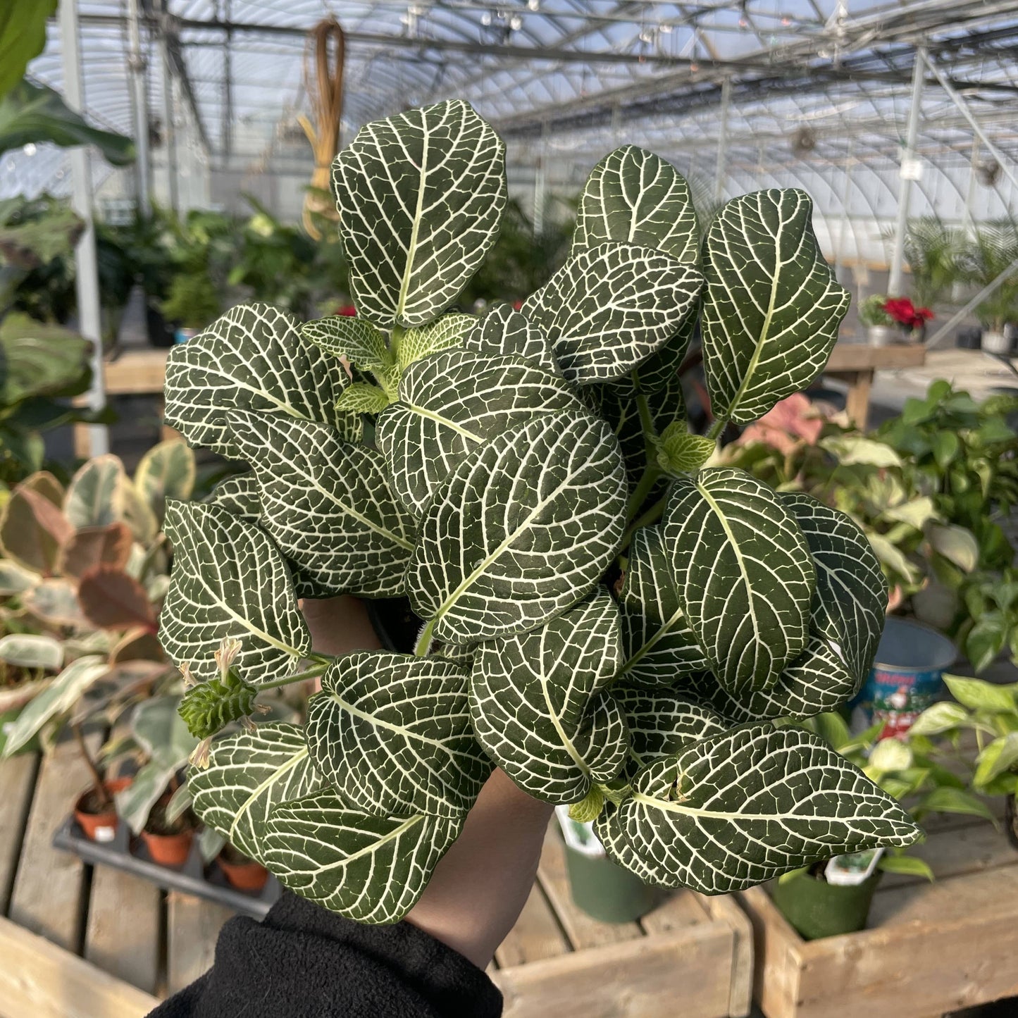 Fittonia (Nerve Plant) – Live Tropical Plant | Pet Safe & Terrarium Favorite