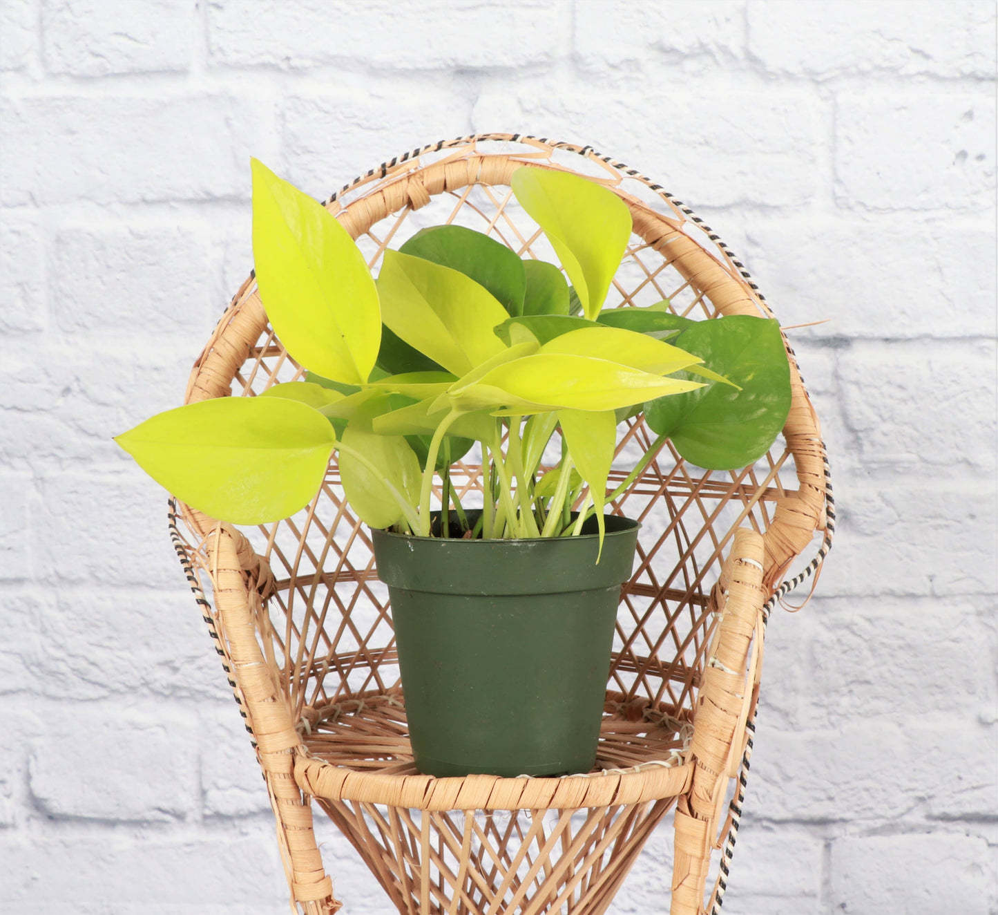 Neon Pothos – Live Bright Green Trailing Plant | Easy & Beginner Friendly