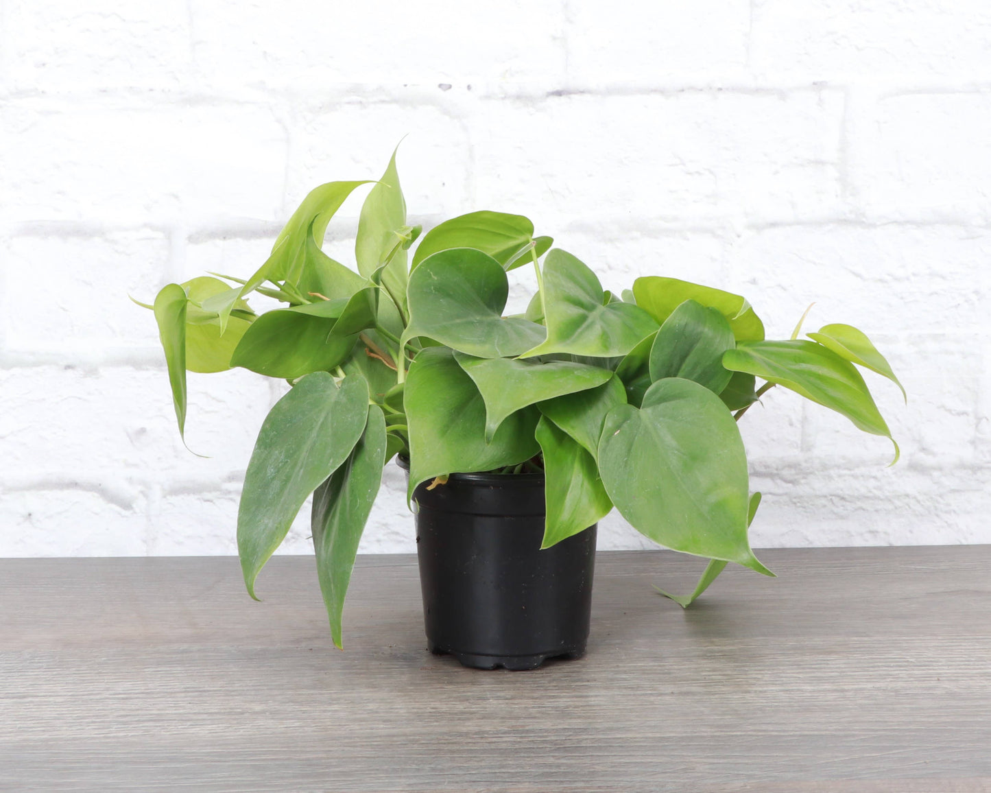 Green Heartleaf Philodendron – Live Trailing Houseplant | Easy & Beginner Friendly