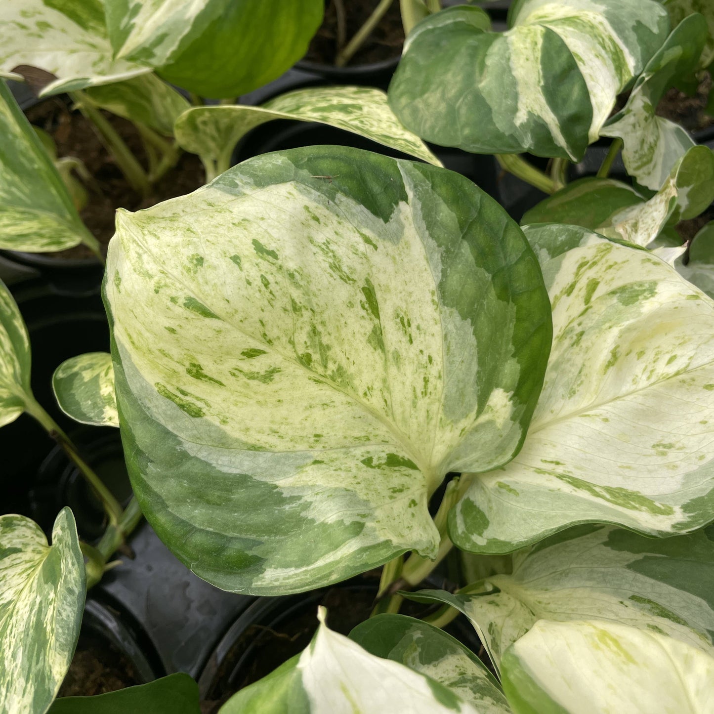 Manjula Pothos – Live Variegated Trailing Plant | Rare & Collector Favorite