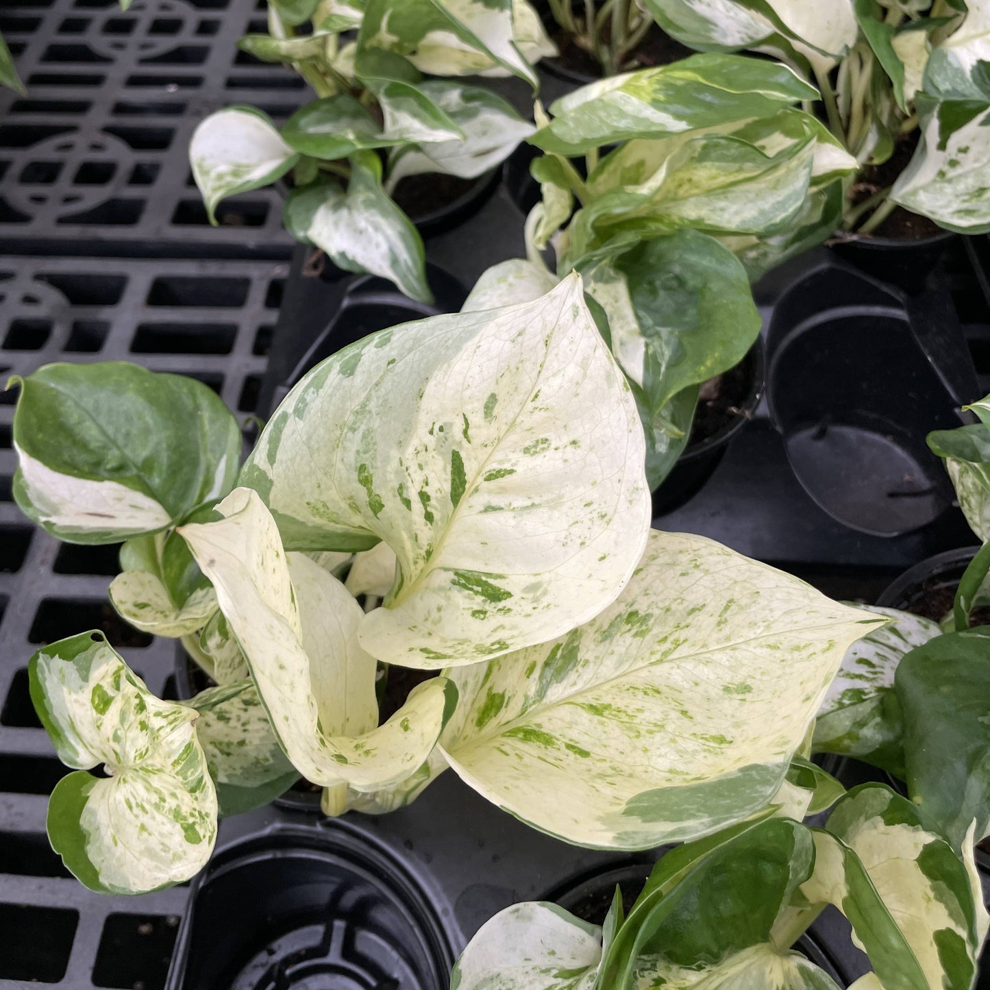 Manjula Pothos – Live Variegated Trailing Plant | Rare & Collector Favorite