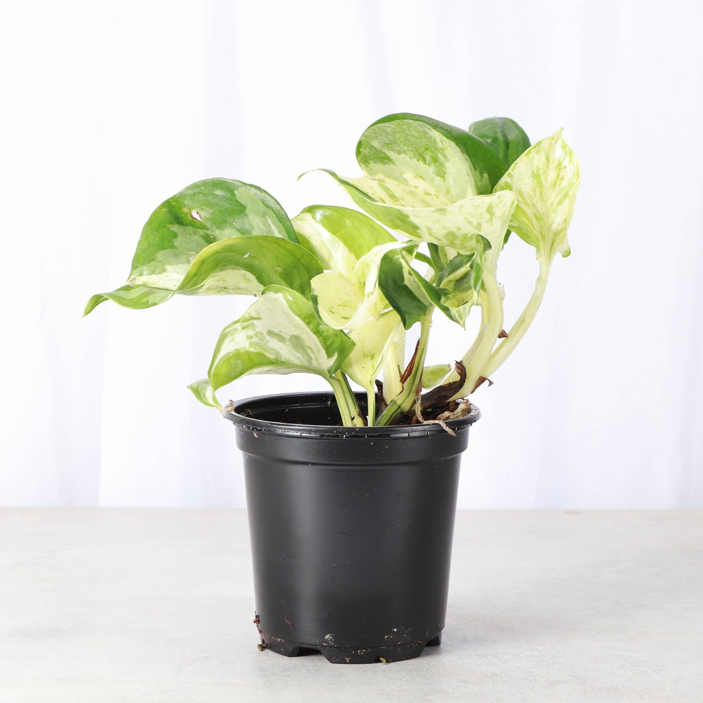 Manjula Pothos – Live Variegated Trailing Plant | Rare & Collector Favorite