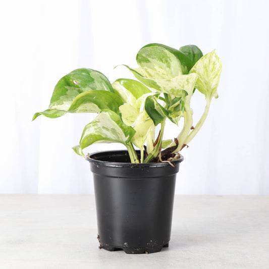 Manjula Pothos – Live Variegated Trailing Plant | Rare & Collector Favorite
