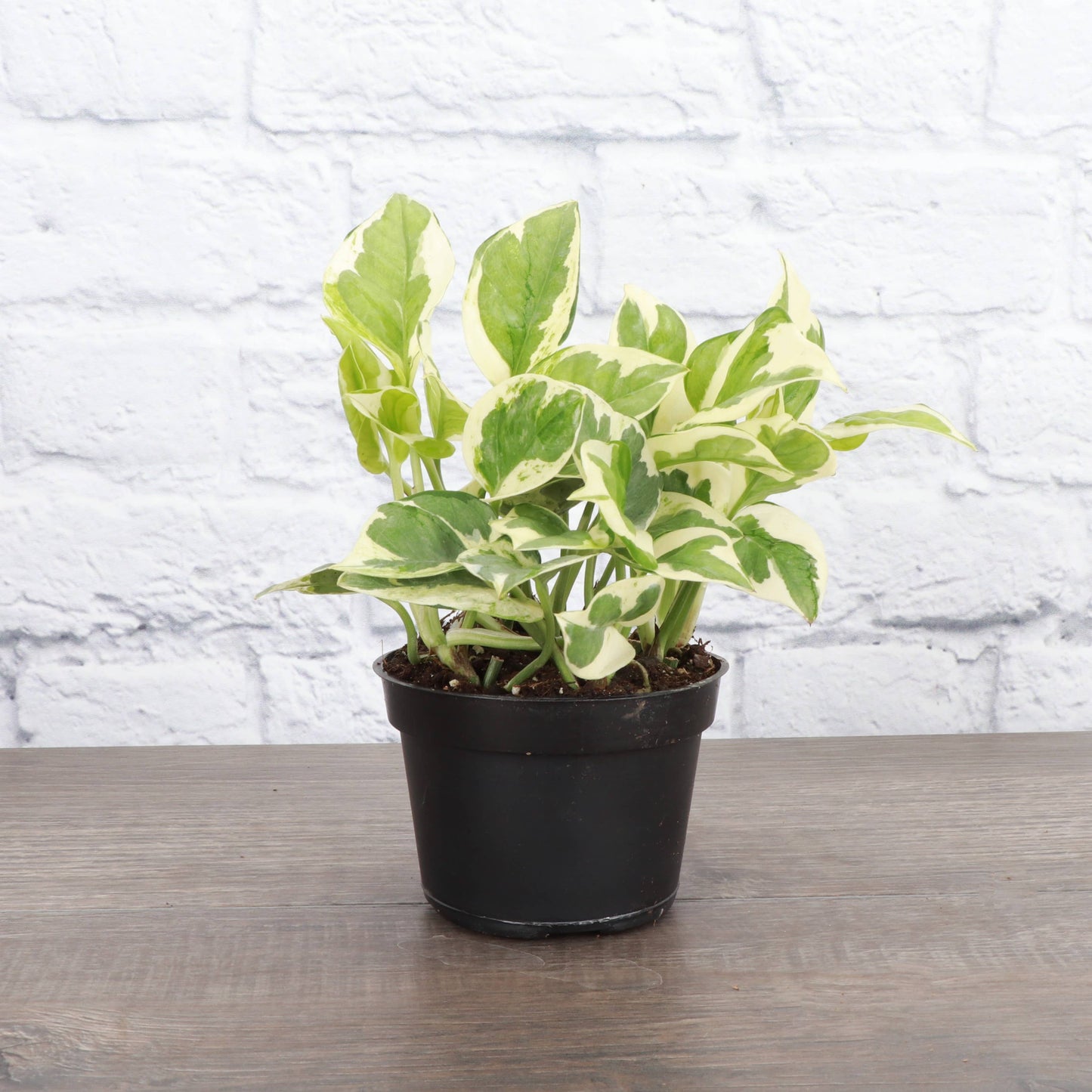 Pearls & Jade Pothos – Live Variegated Trailing Plant | Rare & Beginner Friendly