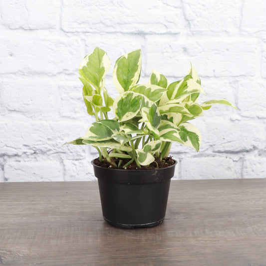 Pearls & Jade Pothos – Live Variegated Trailing Plant | Rare & Beginner Friendly