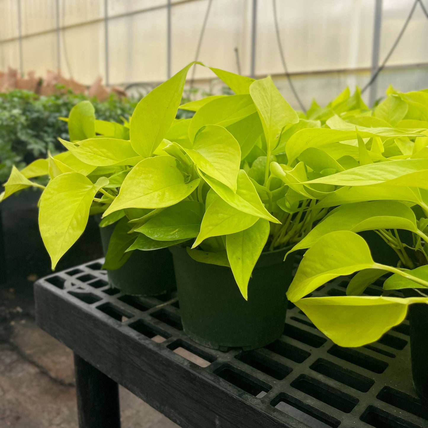 Neon Pothos – Live Bright Green Trailing Plant | Easy & Beginner Friendly