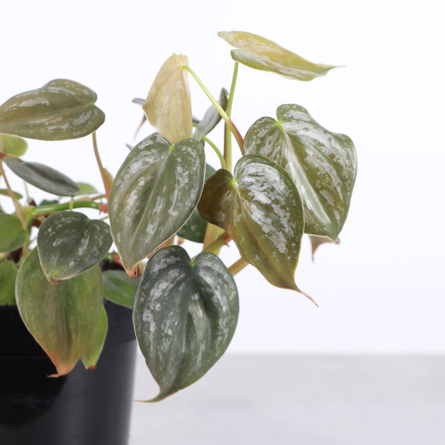 Philodendron Brandtianum – Silver Leaf Trailing Plant | Rare & Collector Favorite