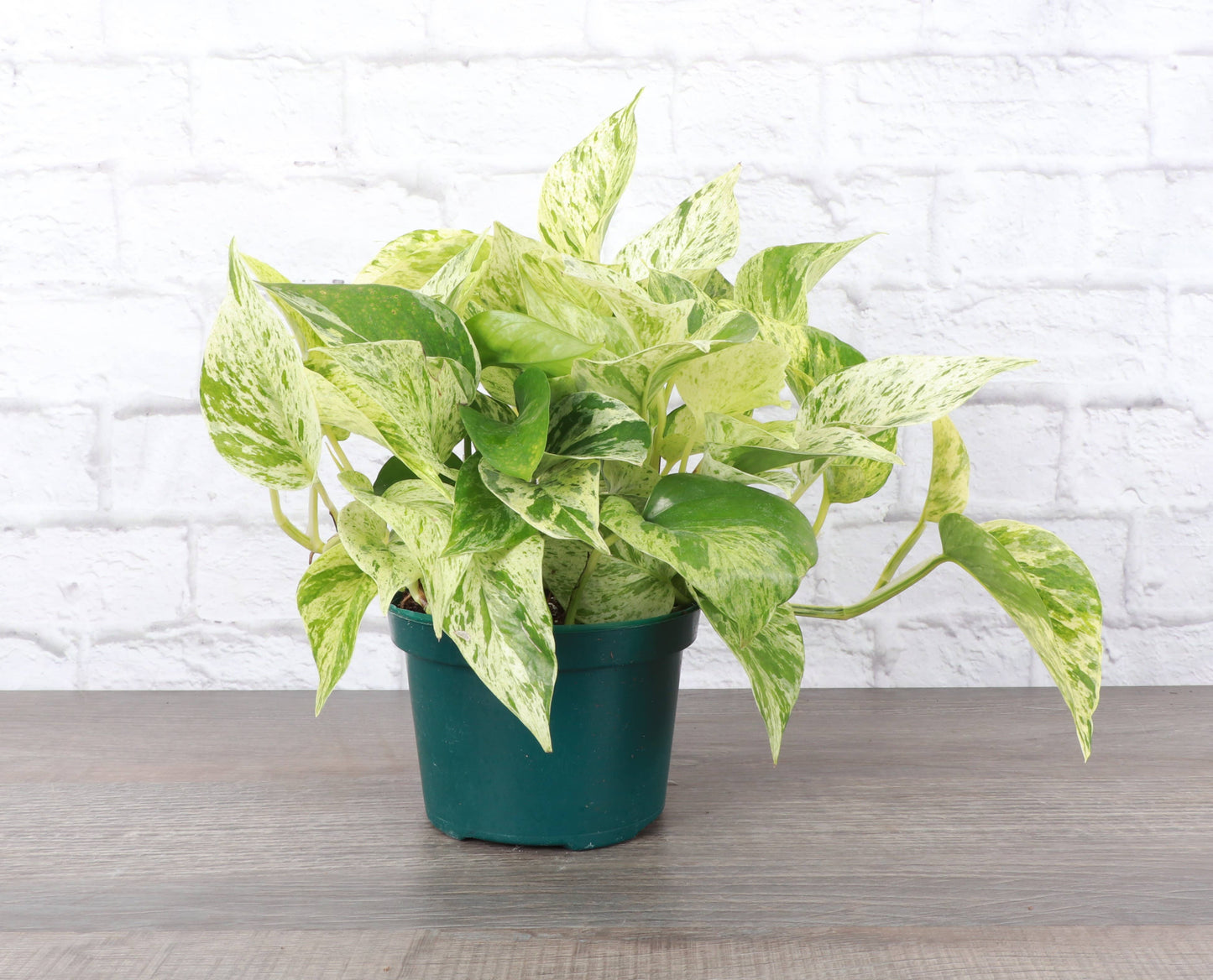 Marble Queen Pothos – Live Variegated Trailing Plant | Easy & Beginner Friendly