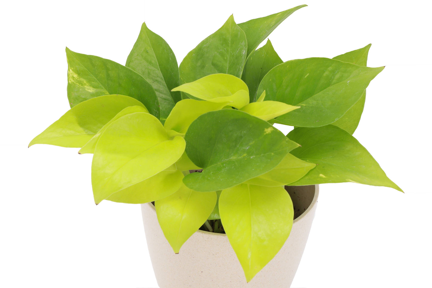 Neon Pothos – Live Bright Green Trailing Plant | Easy & Beginner Friendly