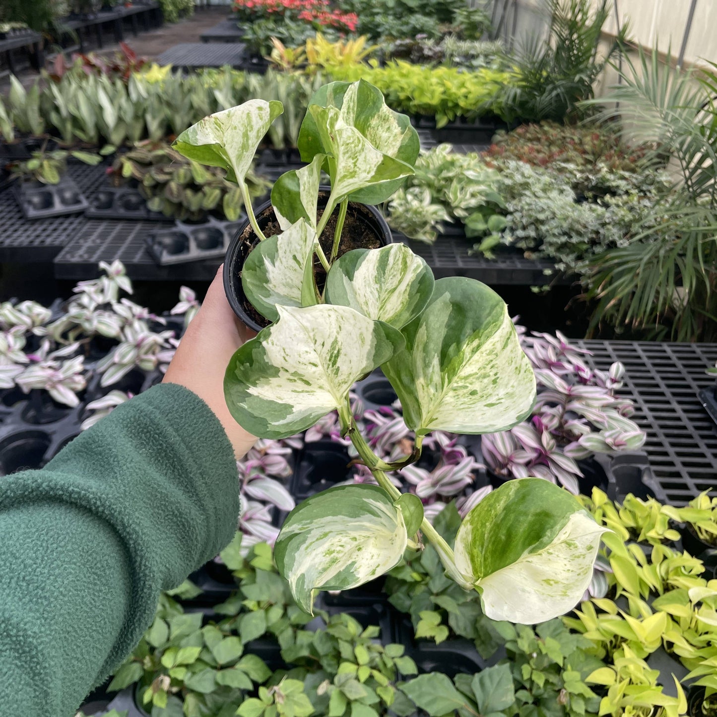 Manjula Pothos – Live Variegated Trailing Plant | Rare & Collector Favorite