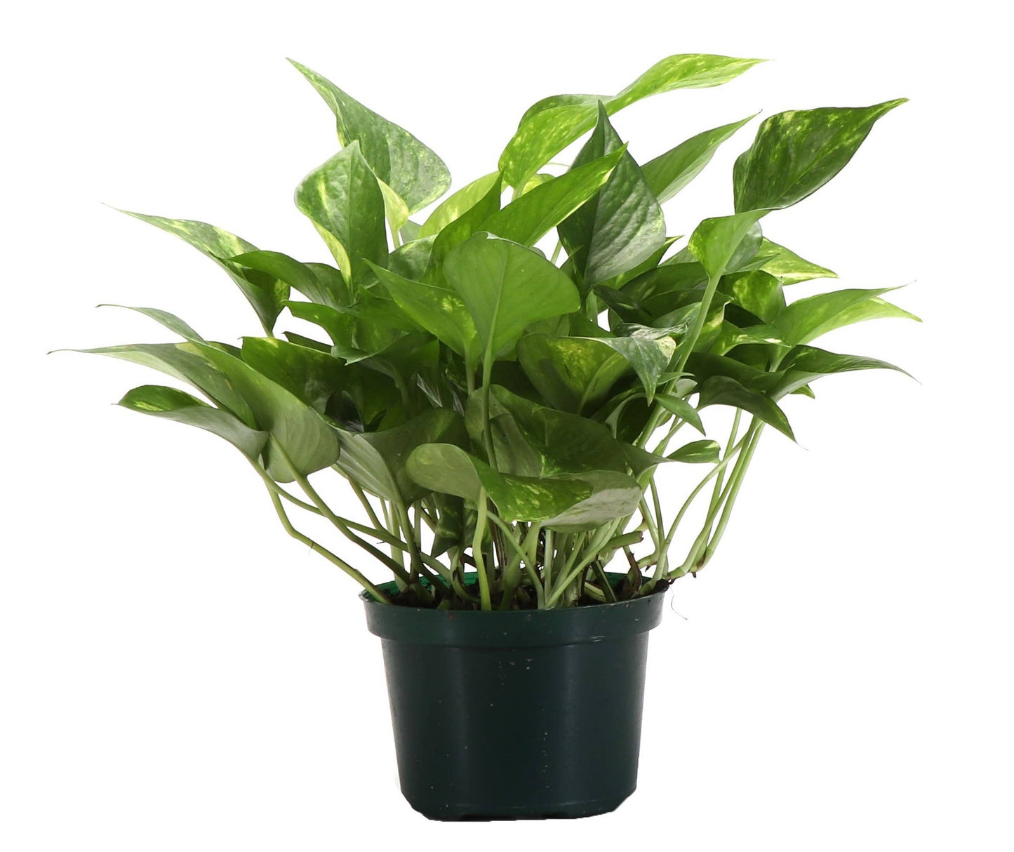 Golden Pothos – Live Trailing Houseplant | Easy & Beginner Friendly