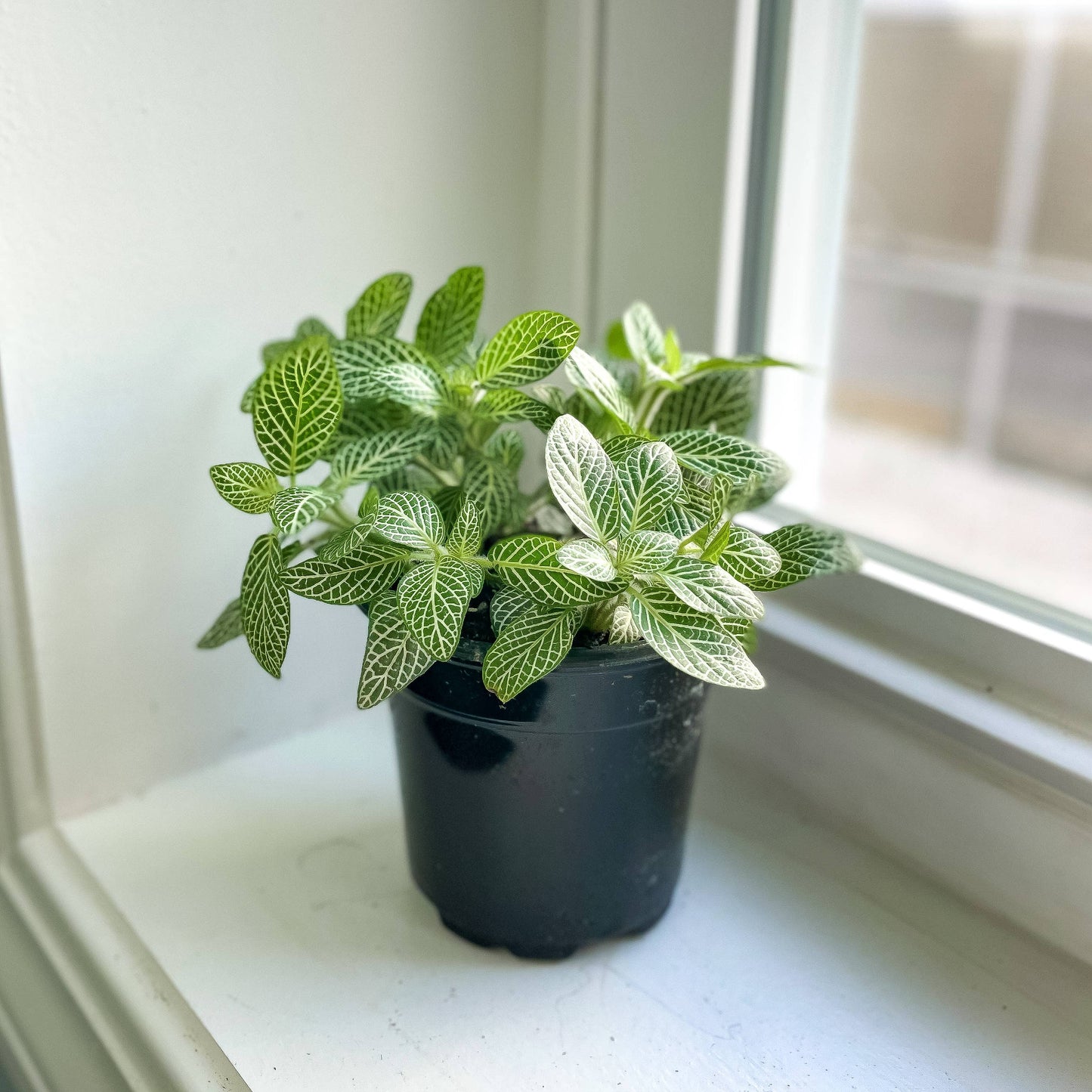 Fittonia (Nerve Plant) – Live Tropical Plant | Pet Safe & Terrarium Favorite