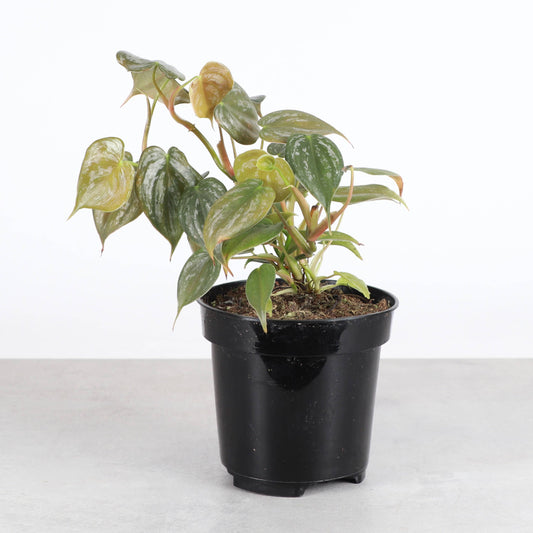 Philodendron Brandtianum – Silver Leaf Trailing Plant | Rare & Collector Favorite