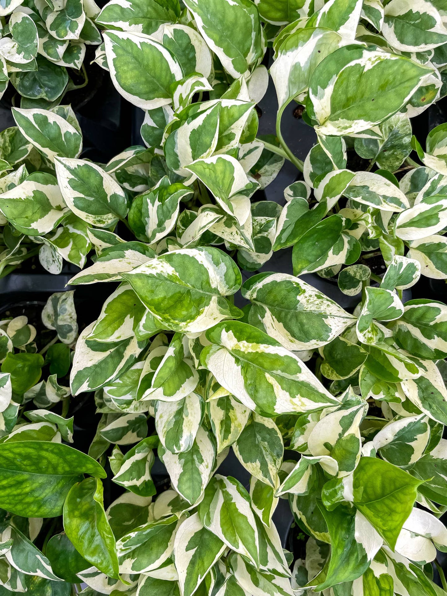Pearls & Jade Pothos – Live Variegated Trailing Plant | Rare & Beginner Friendly